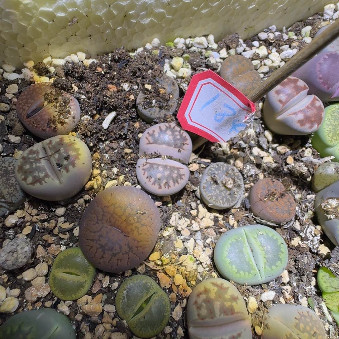 女***烟184多肉哈哈哈哈哈哈