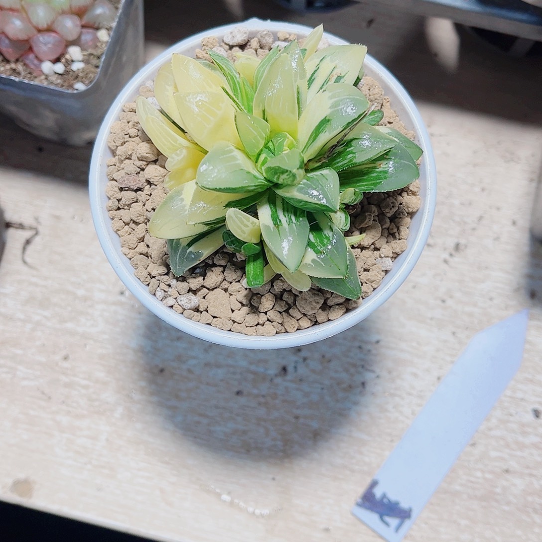 多头群生姬寿锦系列