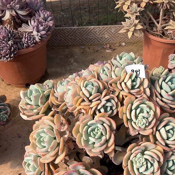 葉**葉943//////////////