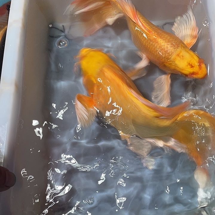 蝴蝶鲤鱼渔场直发01