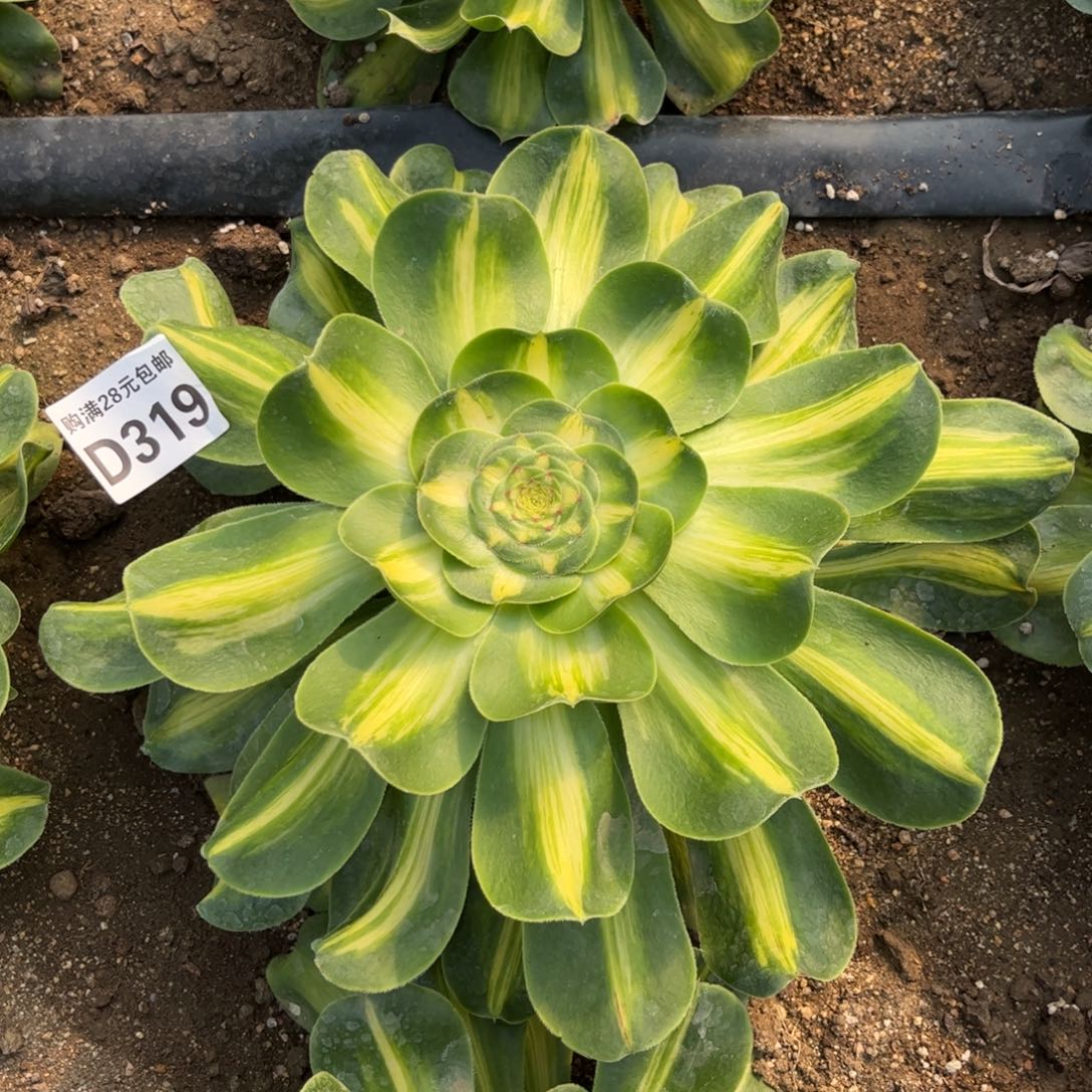 319多肉植物大暴君