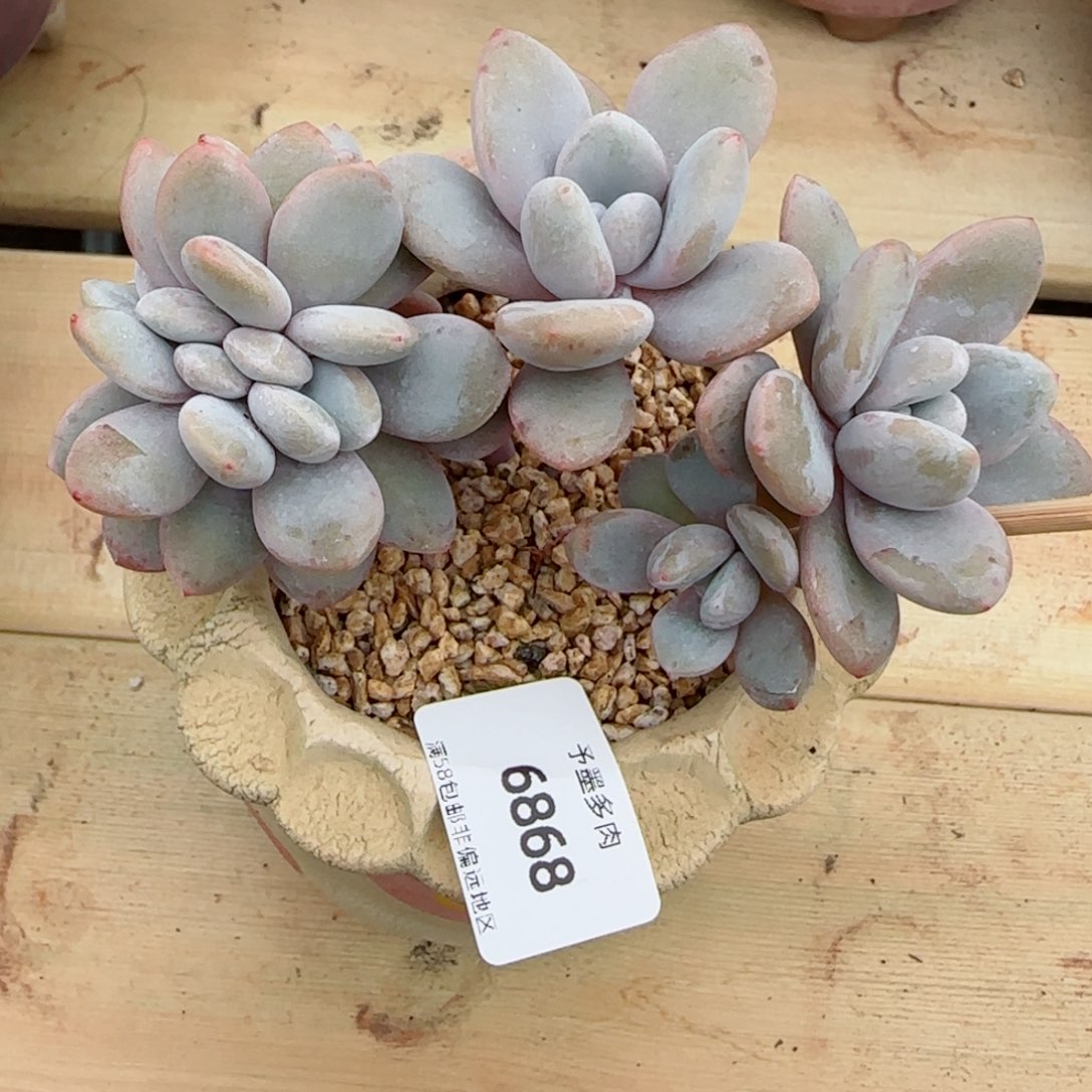 粉兔缀化，6868多肉植物
