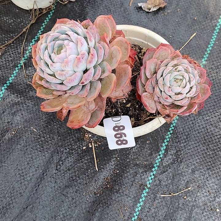 叮***i868孤星多肉植物多肉