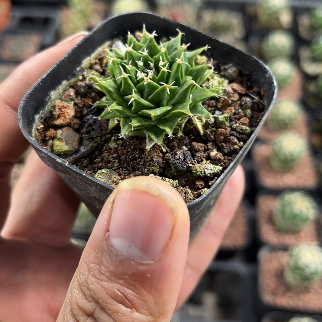 帝冠单头发货单头