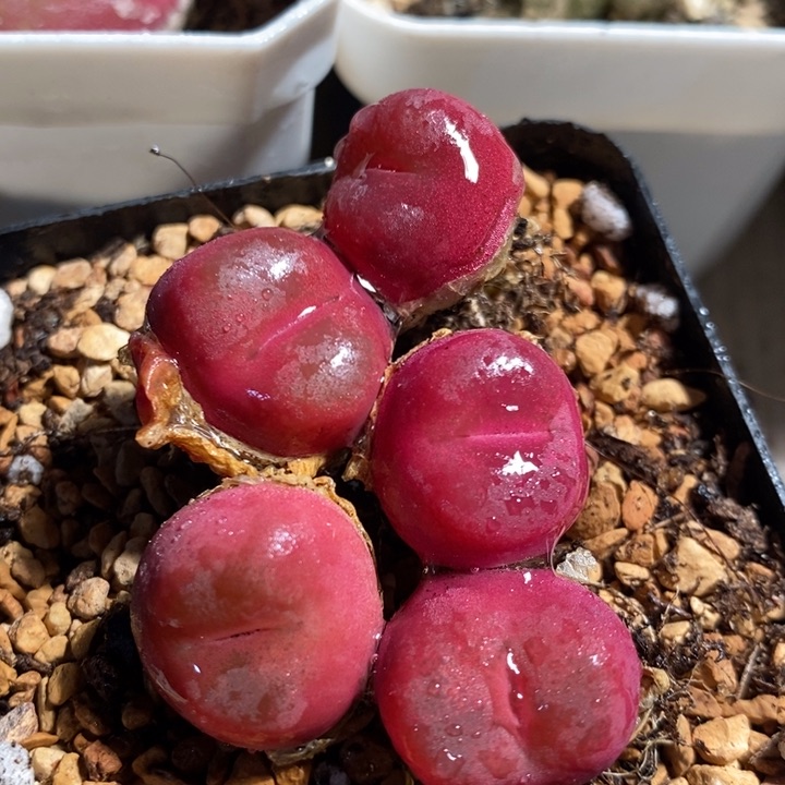 昔*26234一组一组一组