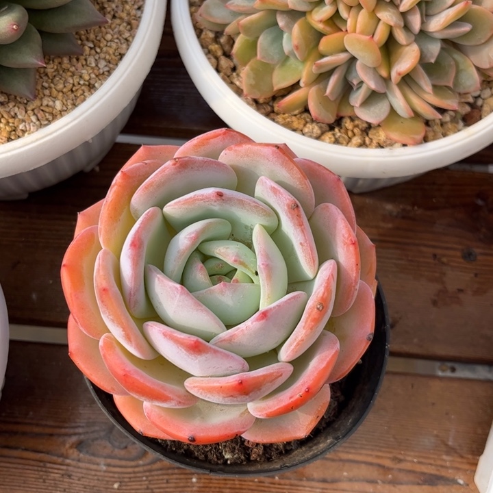 梦***戴一物一拍，风橙多肉。