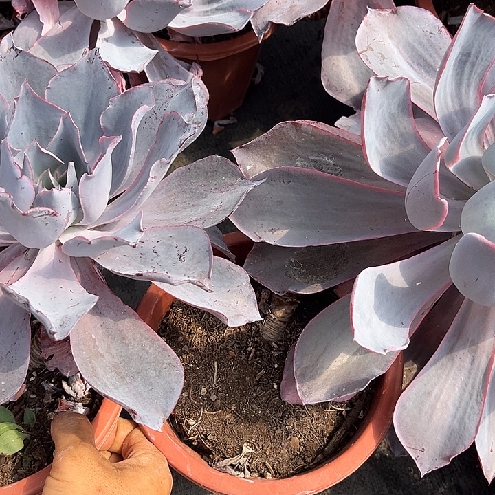 晚霞9.99多肉植物精品