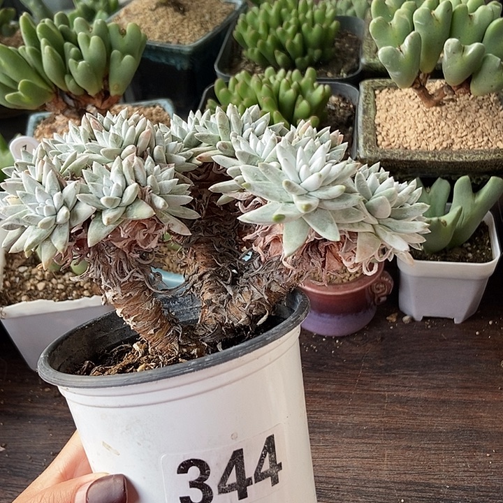 30头白菊一物一拍344