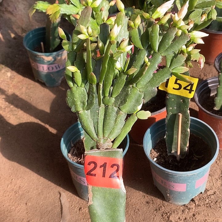 无花朵2099/212号新疆不包邮