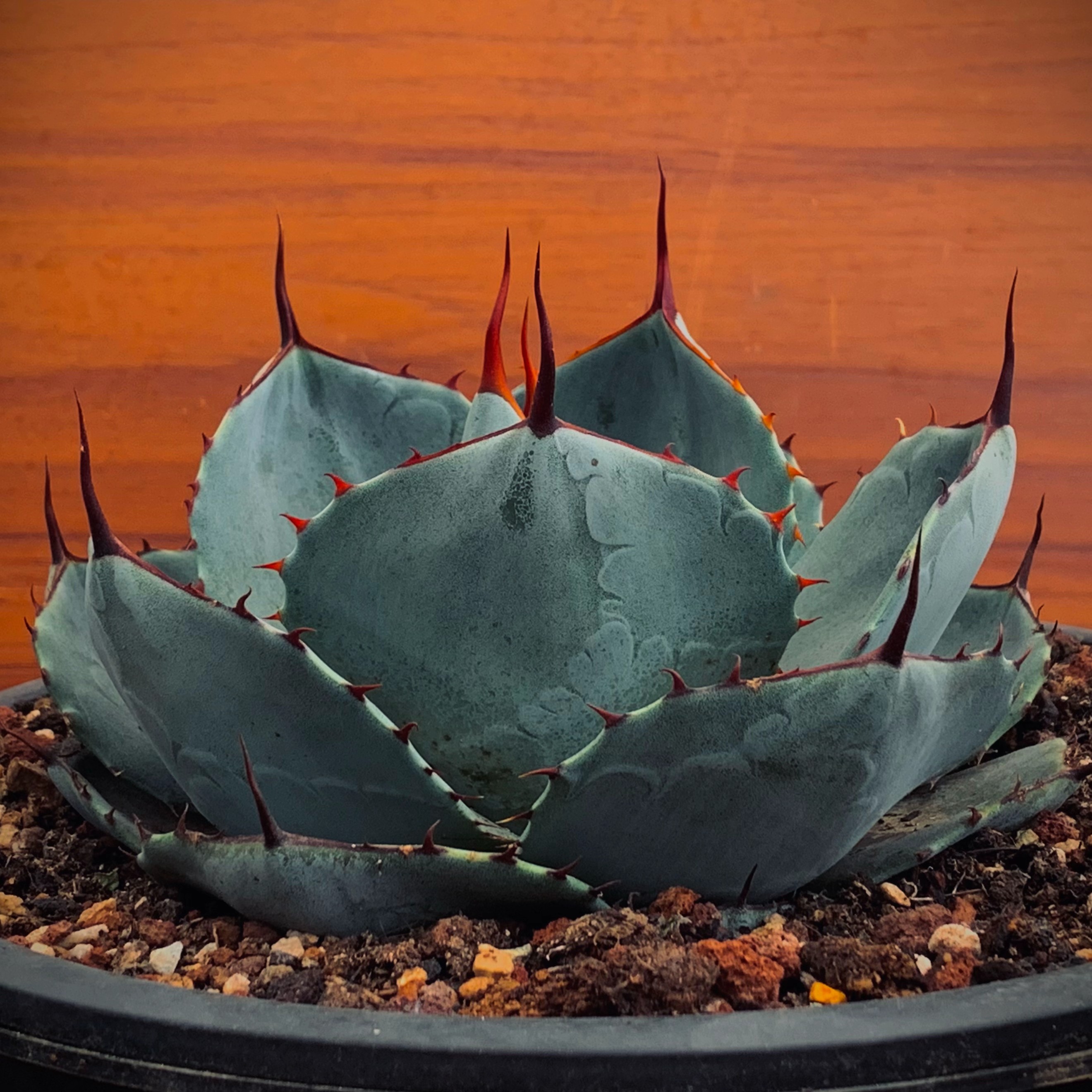 龙舌兰福克斯网红沙生植物