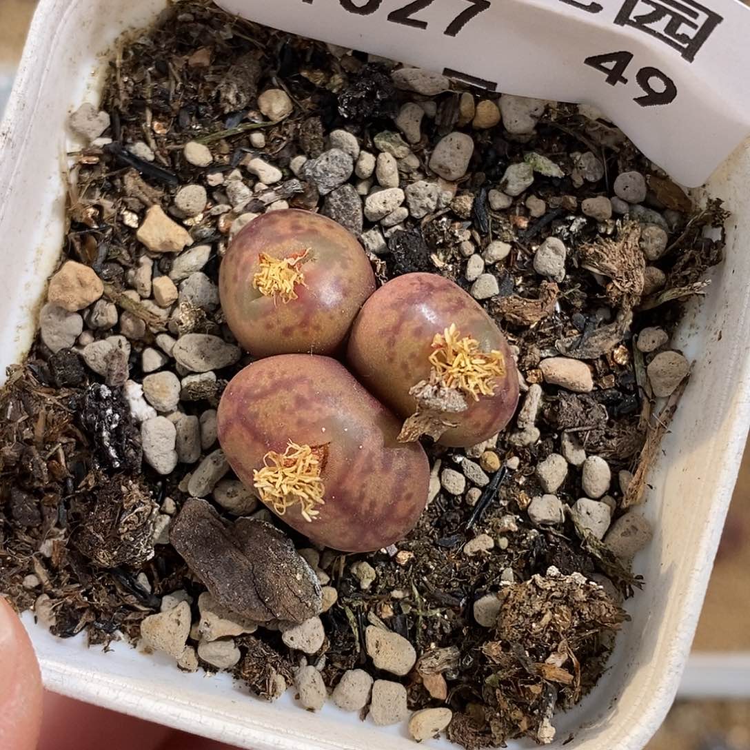 1027-49-开播福利杂交。 