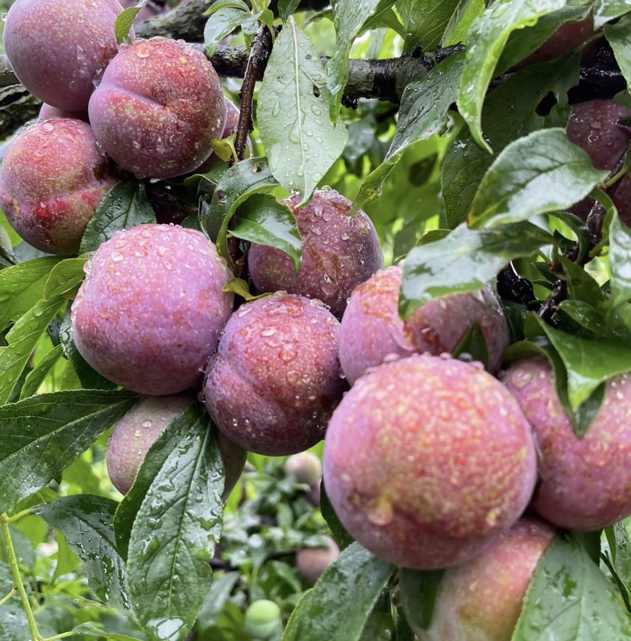 信宜钱排三华李【只做精品】银妃三华李【5斤】送辣椒盐