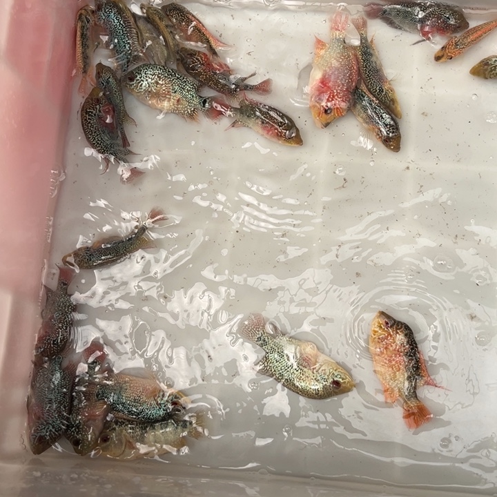 罗汉鱼28.8//////条