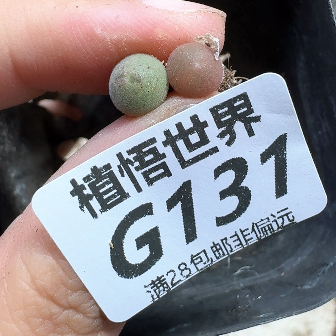 多肉植物的人生fgh