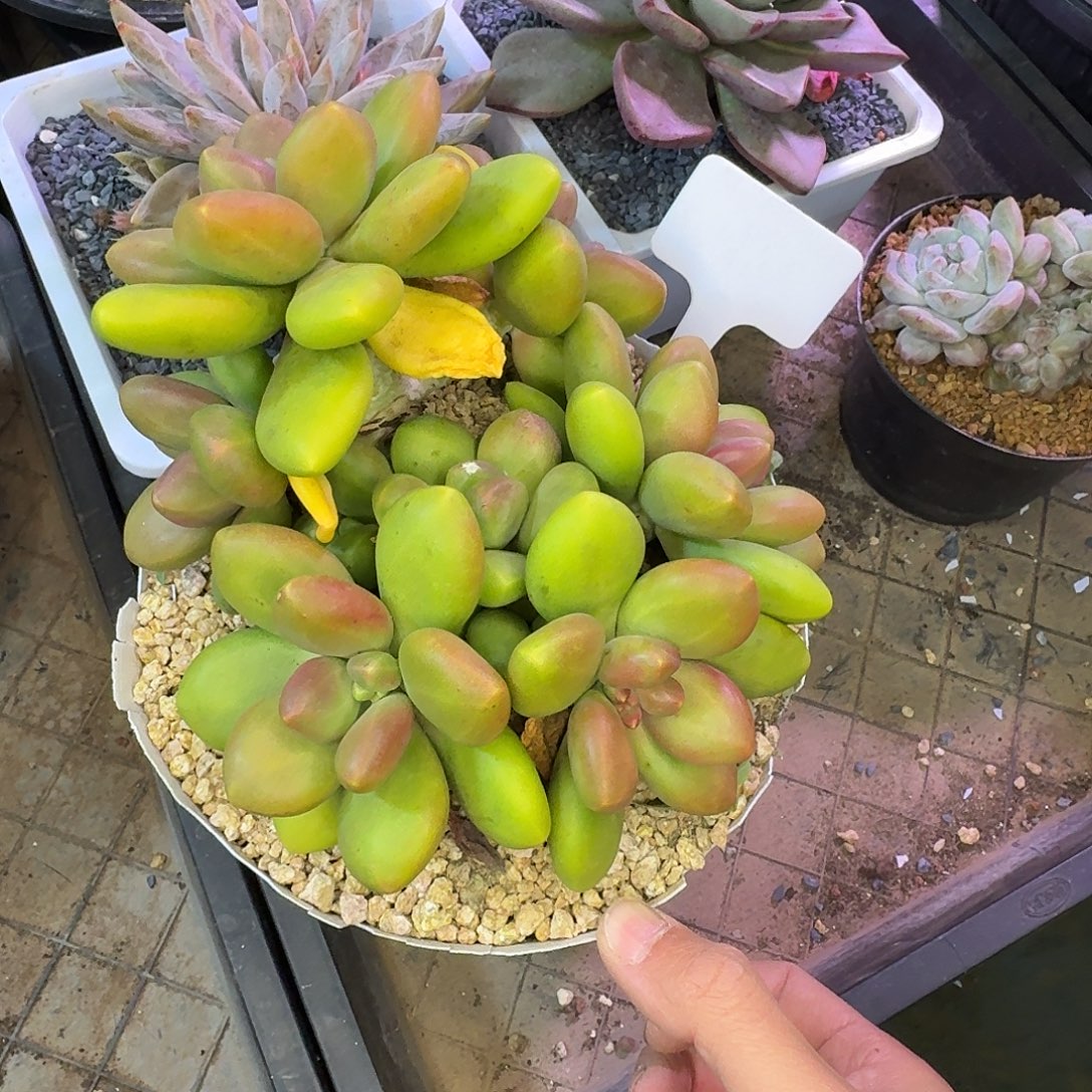 芒果奶9999999999999