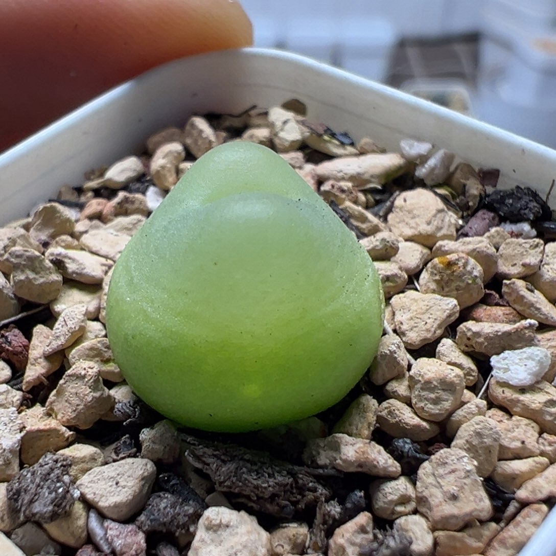 日系拉登母本一物一拍