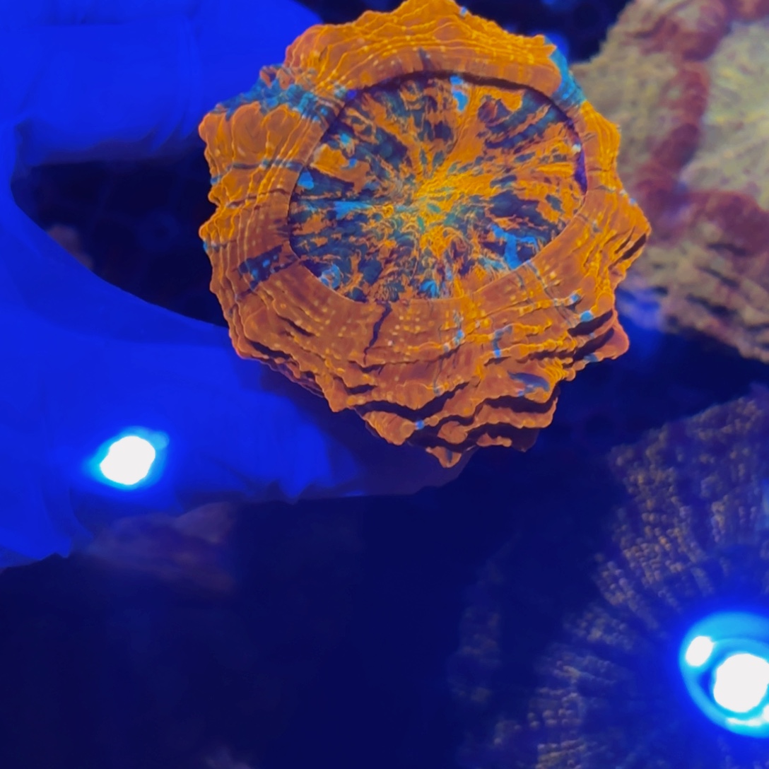 沈****纽扣珊瑚富士脑一颗