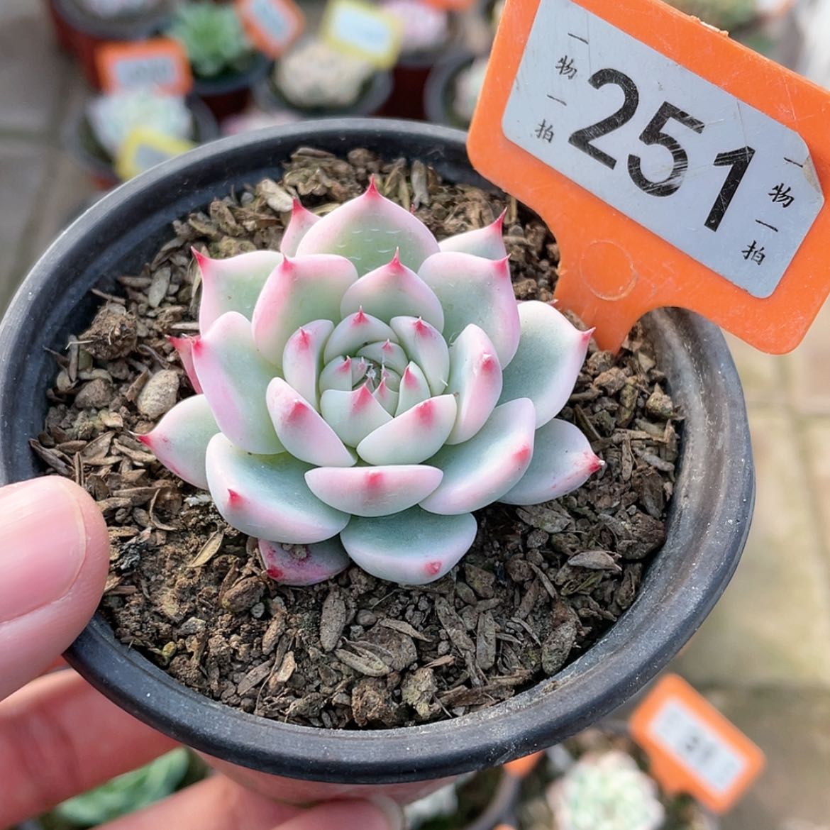 【闪购商品】251号