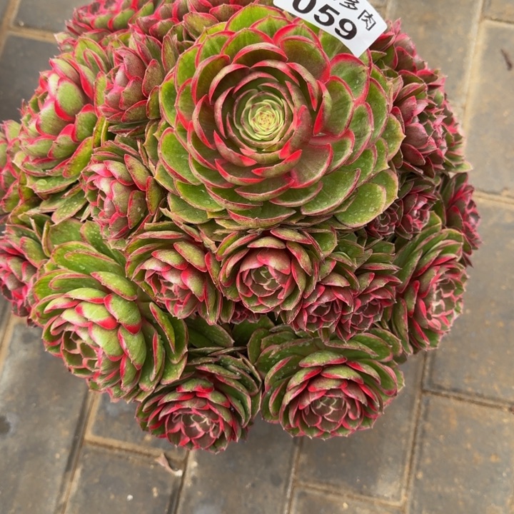 湫*粉花妖宝塔059肉肉