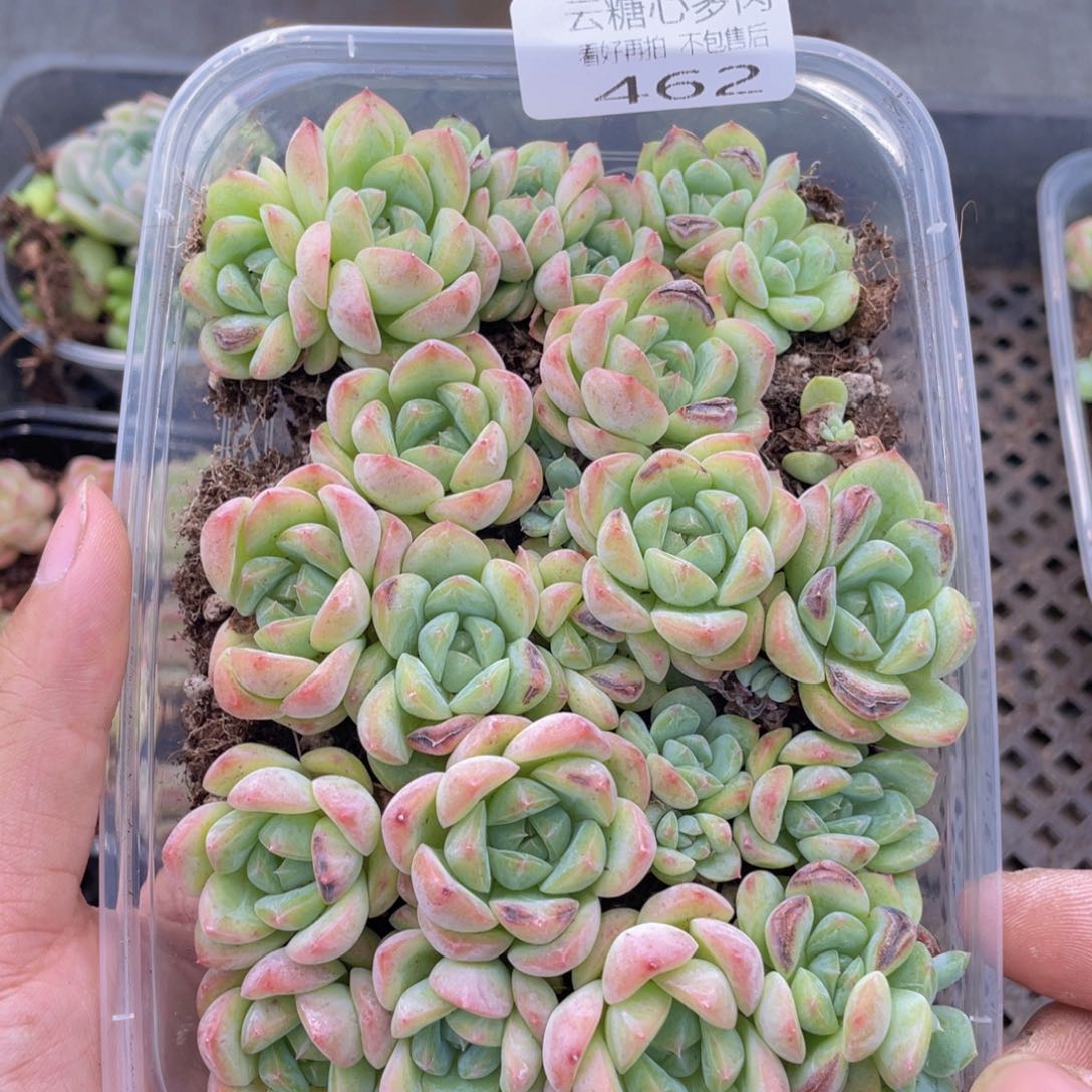 云糖心多肉植物462
