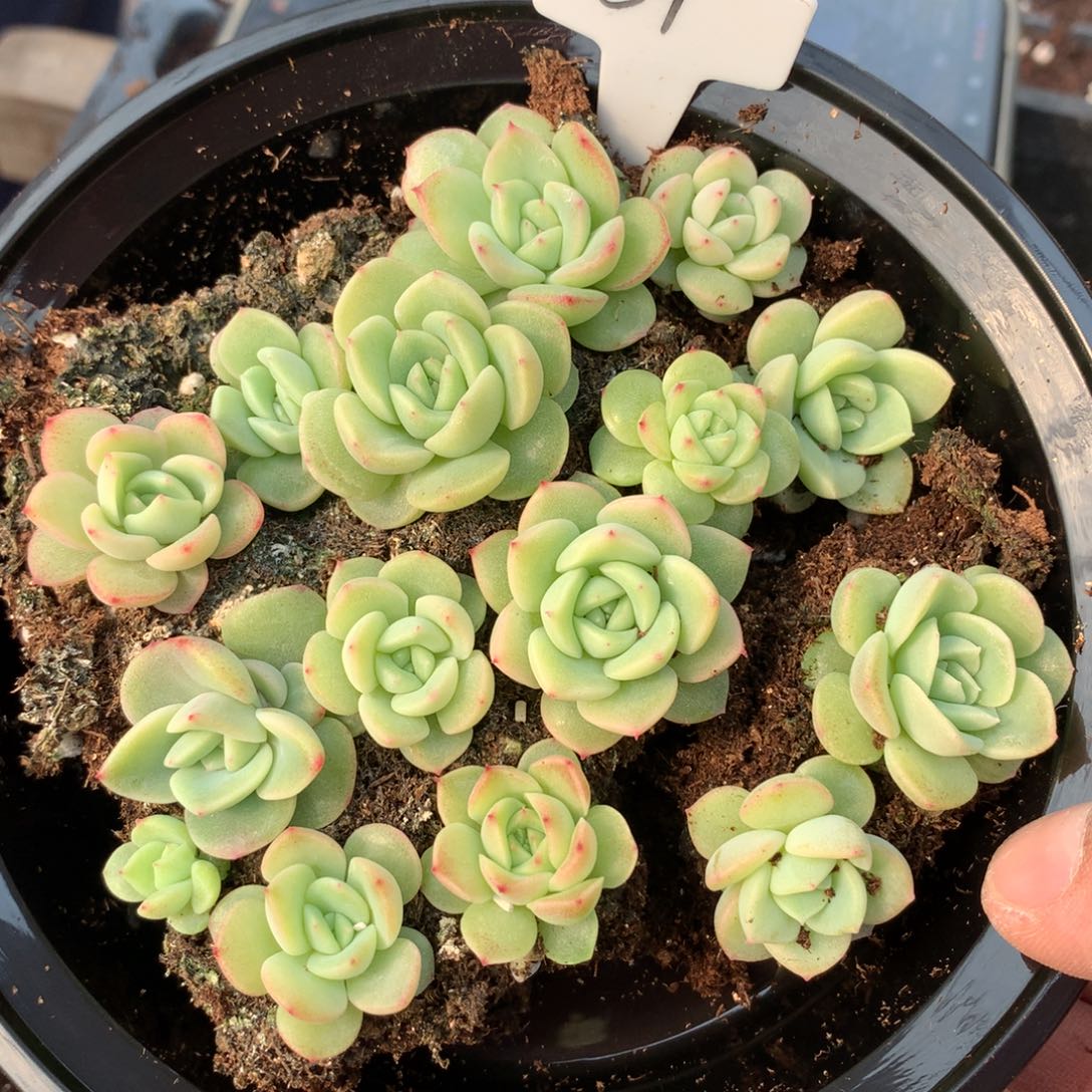 c9号 甘露寺切糕一份包邮