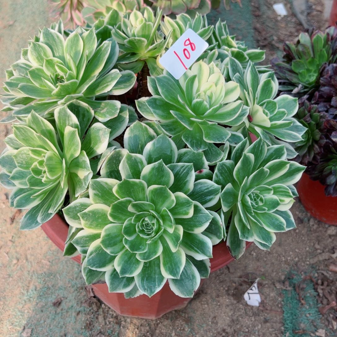 小***儿108伊丽莎白多肉植物