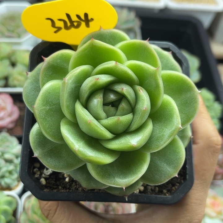 陶***蓉F116订繁麦秆单头3264