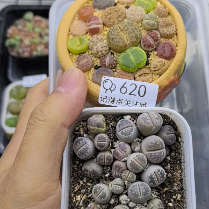 620买一送一带盆发货。