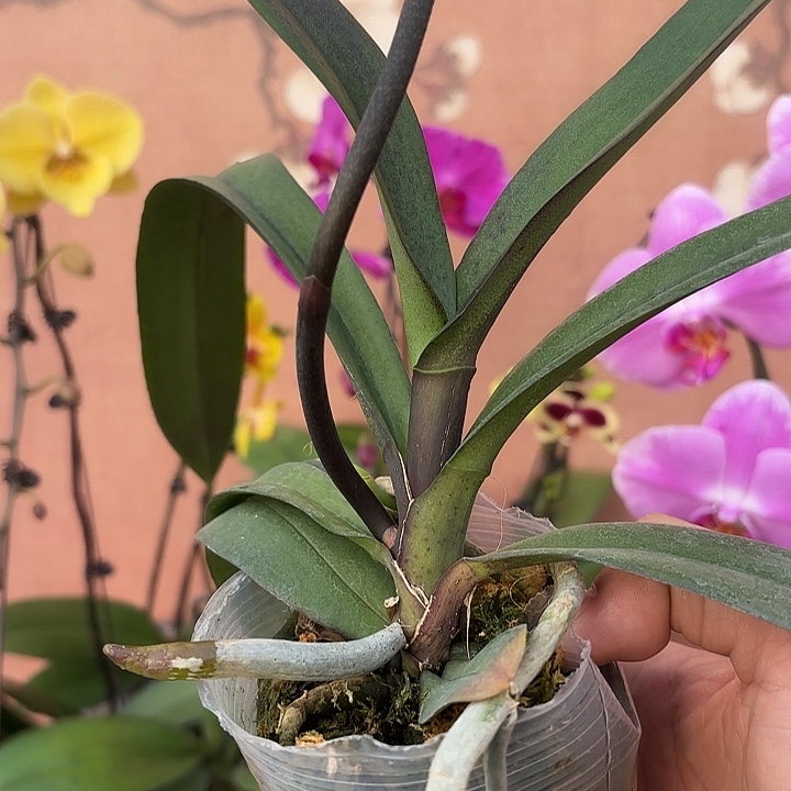 m***、完全开放059蝴蝶兰黄袍变异