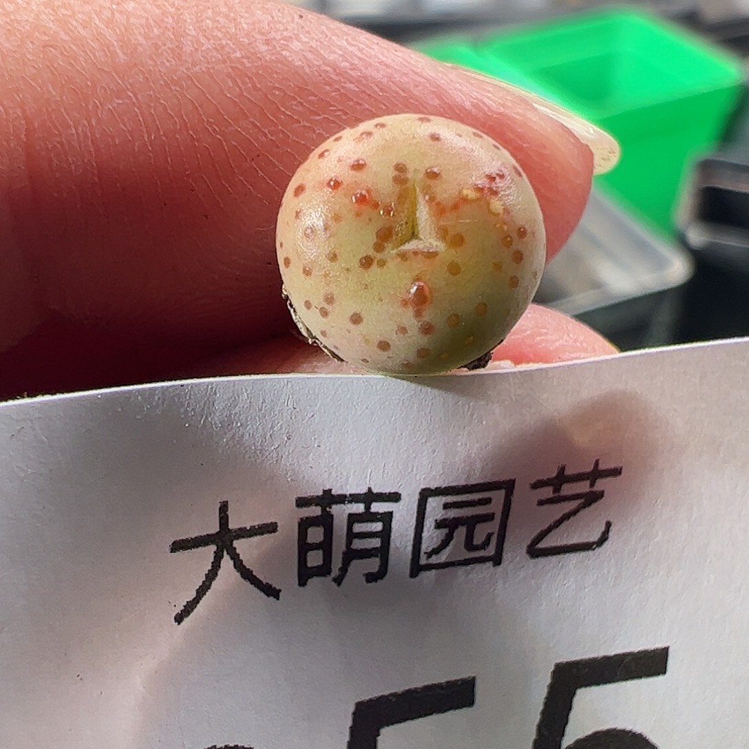 一物一拍匈牙利种源1452.64火龙果安贞255