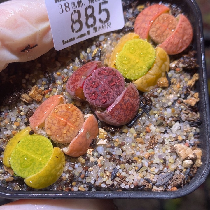 精品sss生石花885
