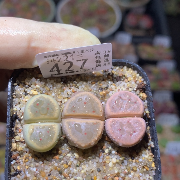 精品生石花221.427