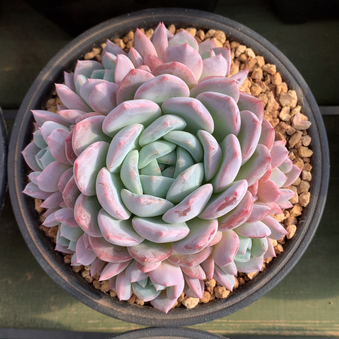 原始厚梦 一颗 手捧 