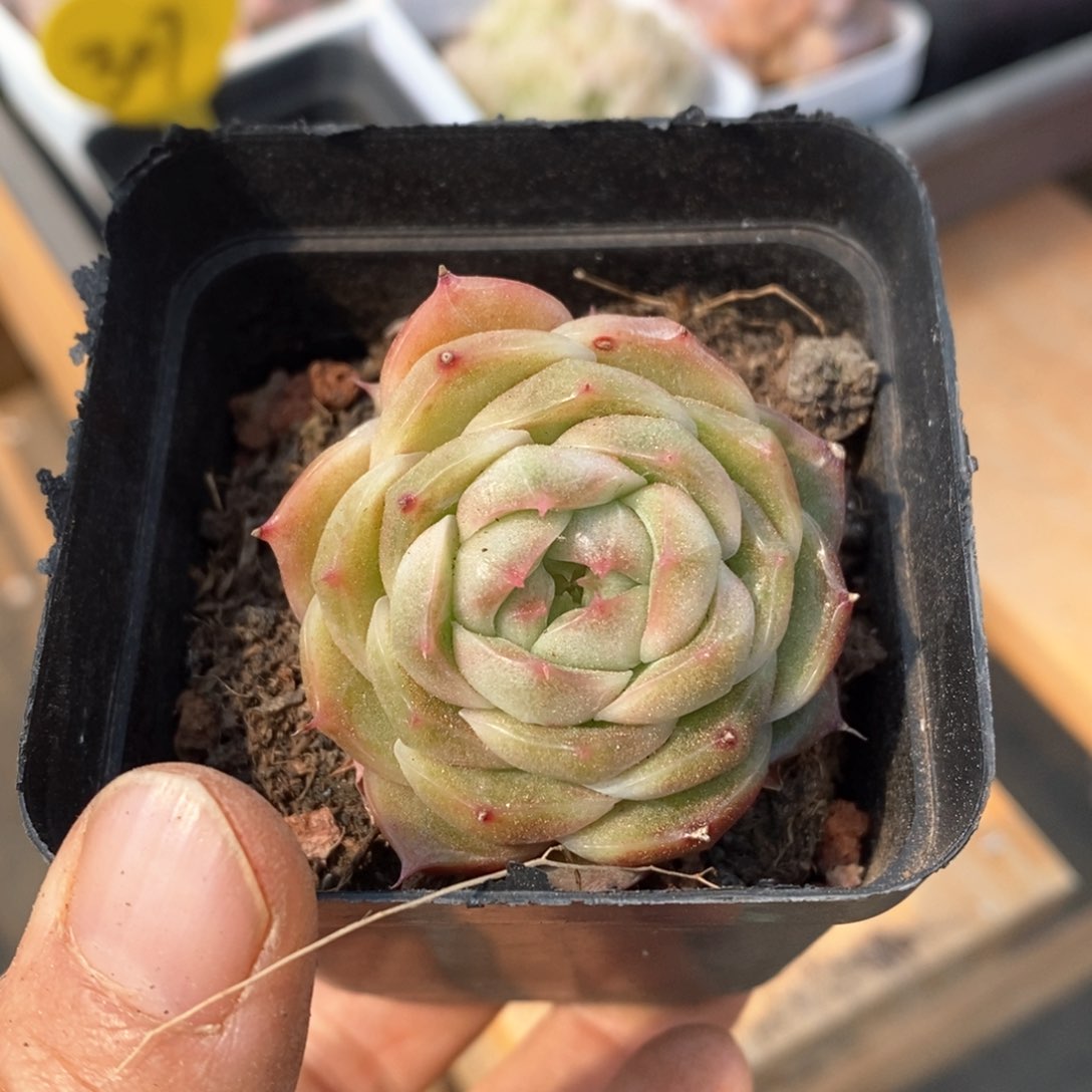 精品多肉一物一拍不包整378
