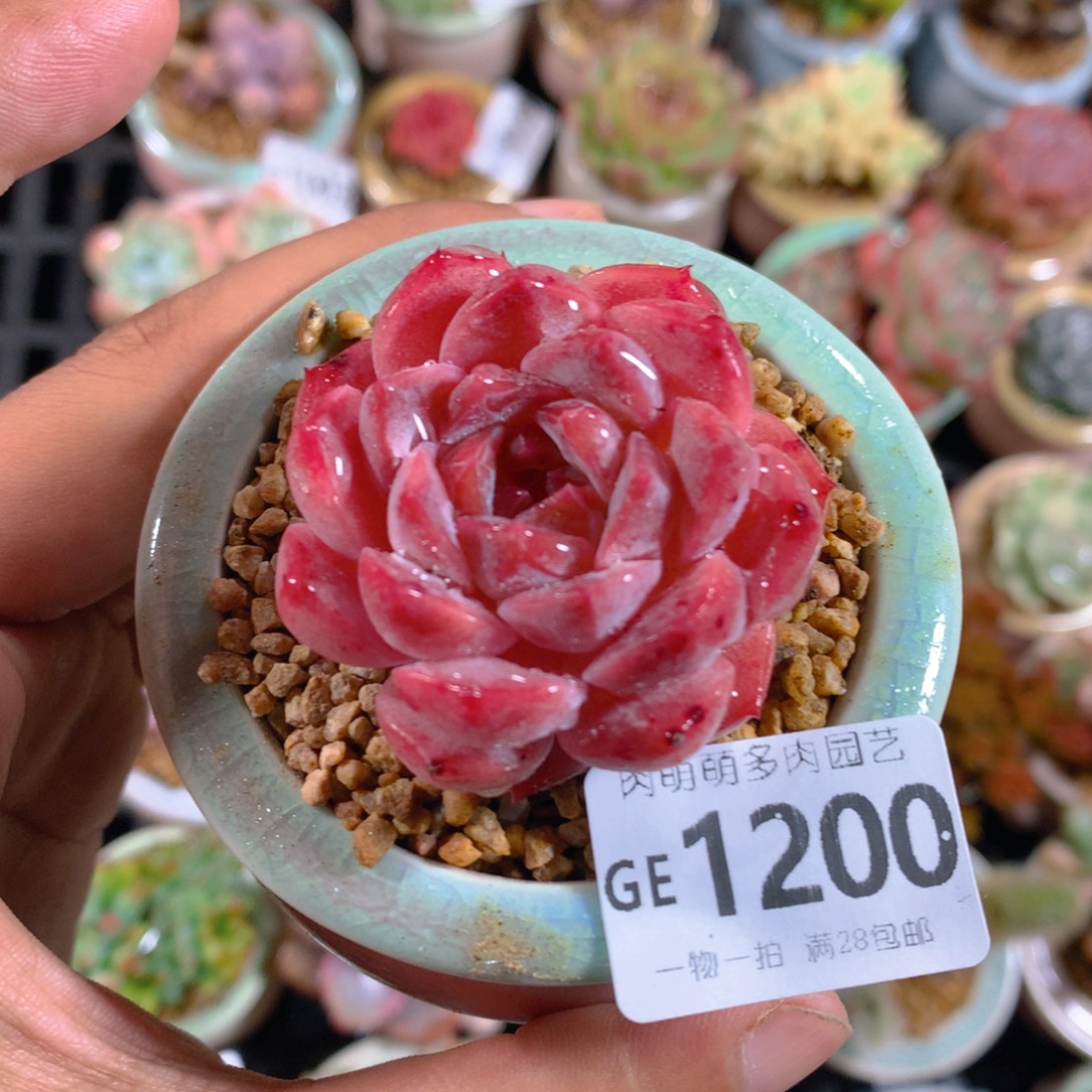 无花朵肉萌萌5cm拇指盆精控多肉GE2000