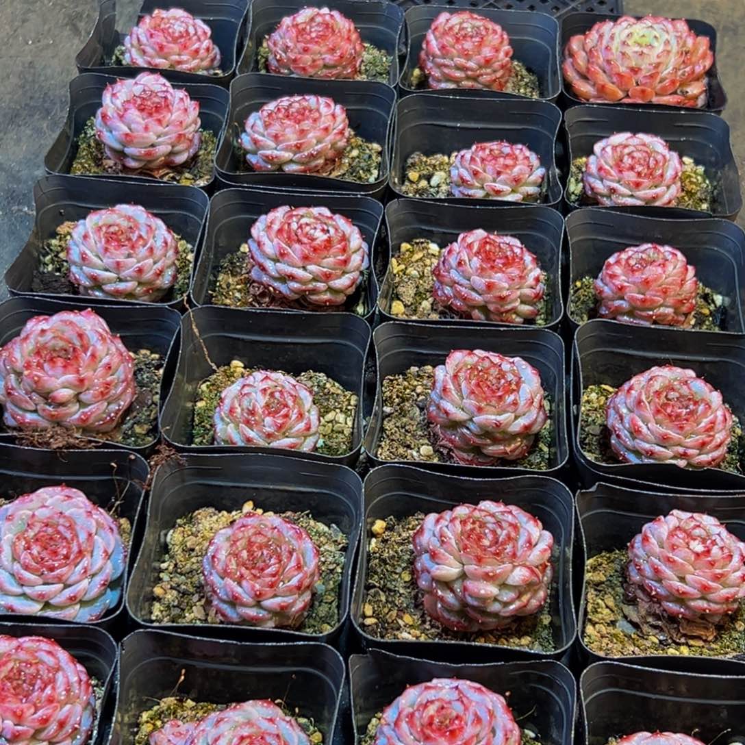 564多肉葡萄的味道是什么味道的