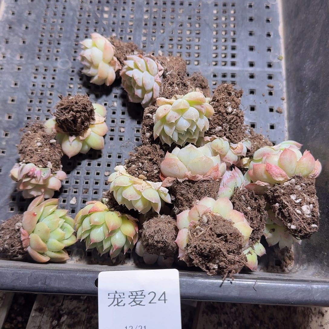 直播福利一物一拍24