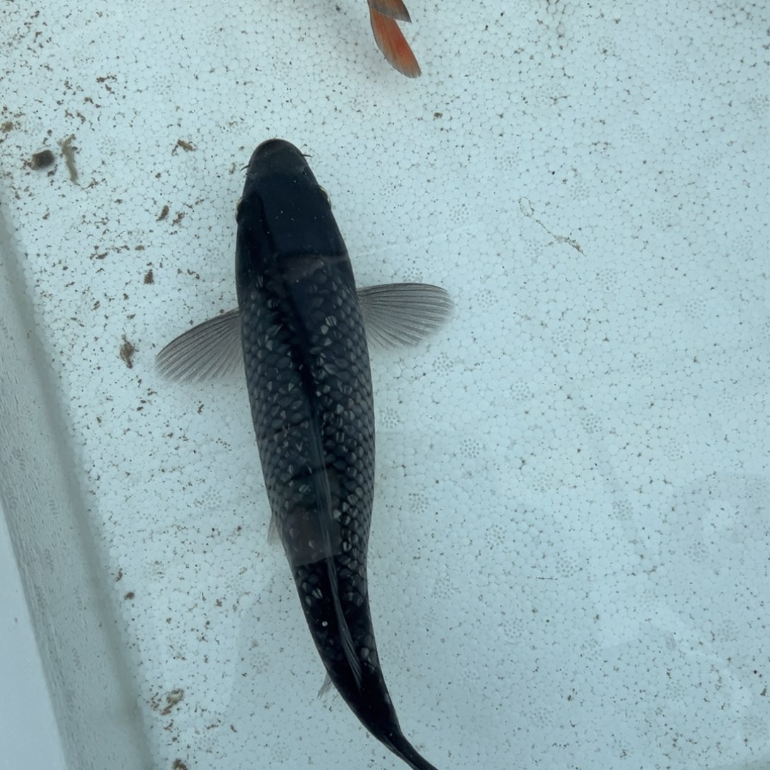 锦上锦鲤 66666666