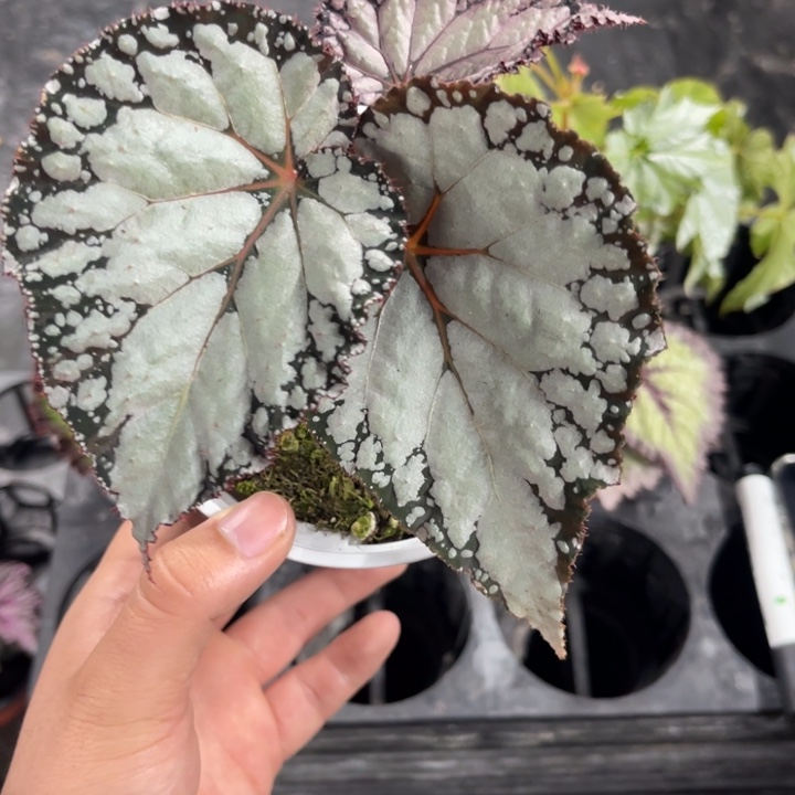 完全开放碎银秋海棠卡板发