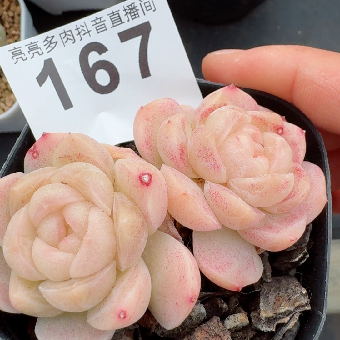 白桃汽水         精品多肉