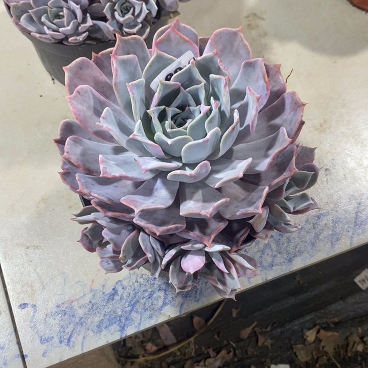 炎***热688露西娜多肉植物