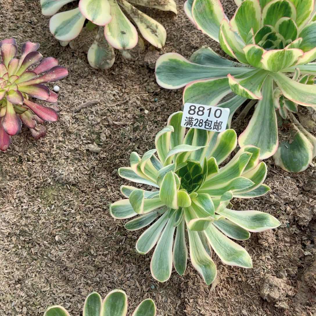 D. 8810青莲多肉