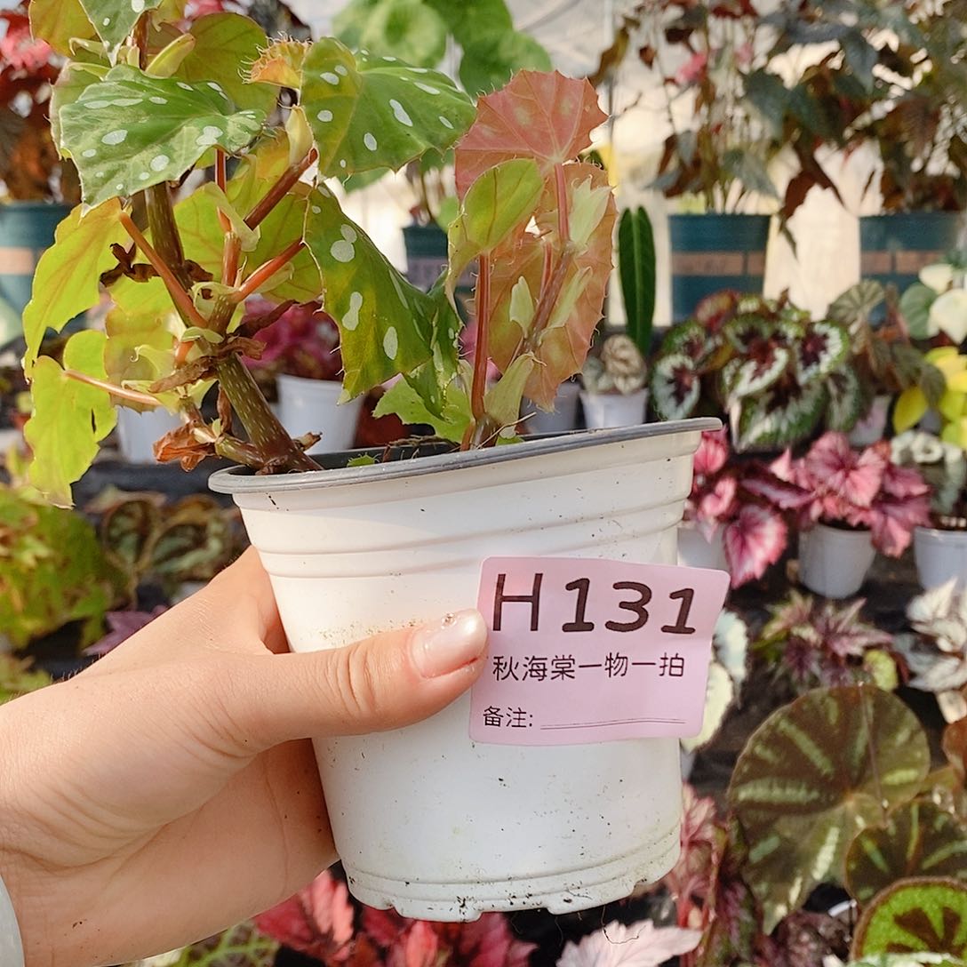 不开花植物Z****e秋海棠131