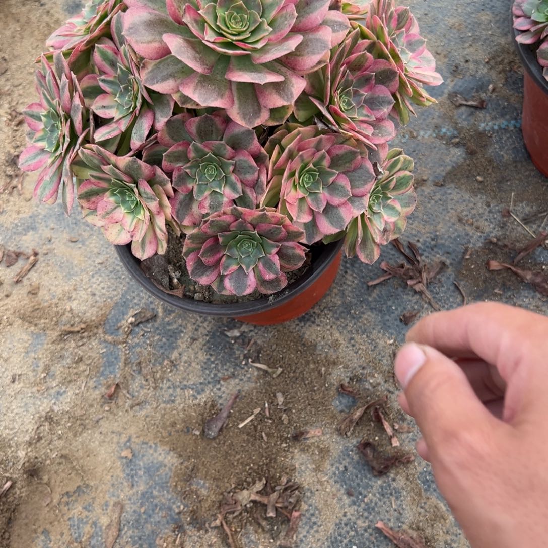 皓***月046组合多肉植物法师