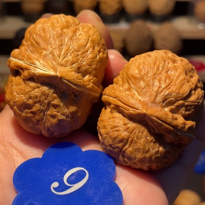 木质类粗筋霸王龙44尺寸