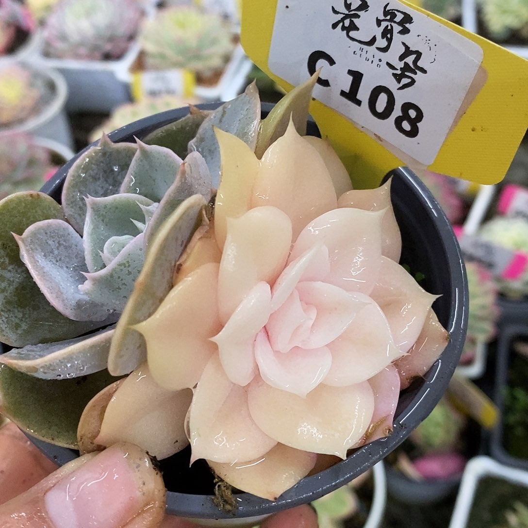 108双子座哈哈哈哈哈