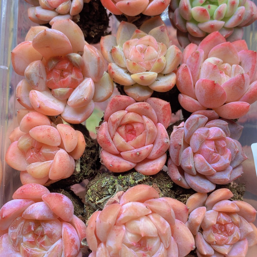 我要去看你了啊我的057