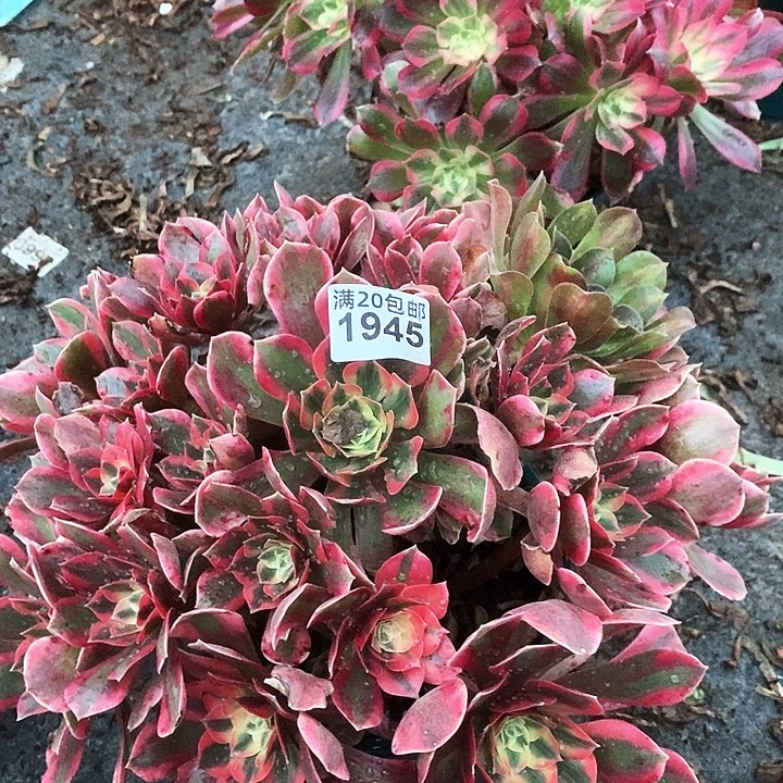 1945 一颗女神法师多肉