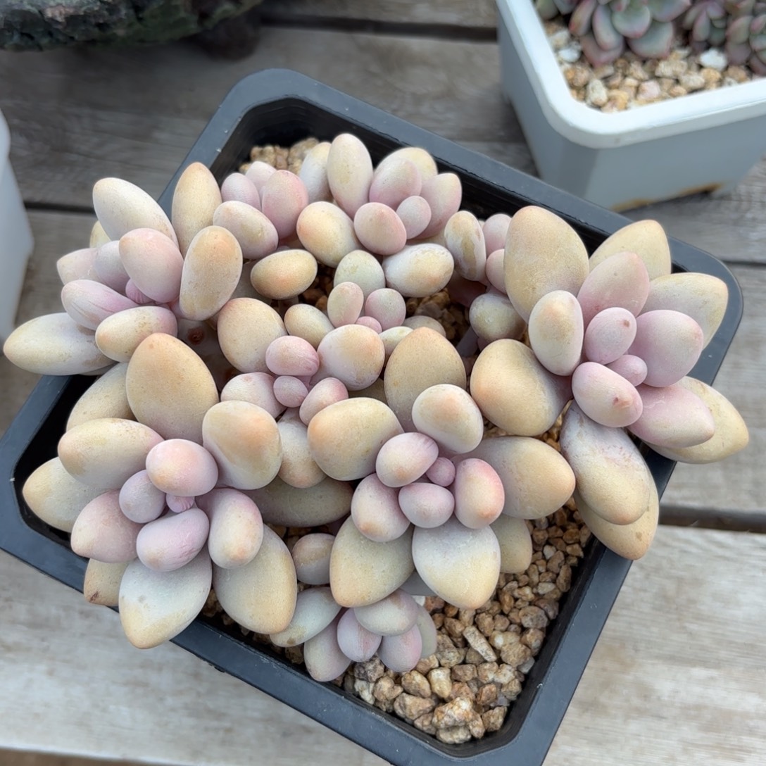 无花朵密多丽新年福利11111