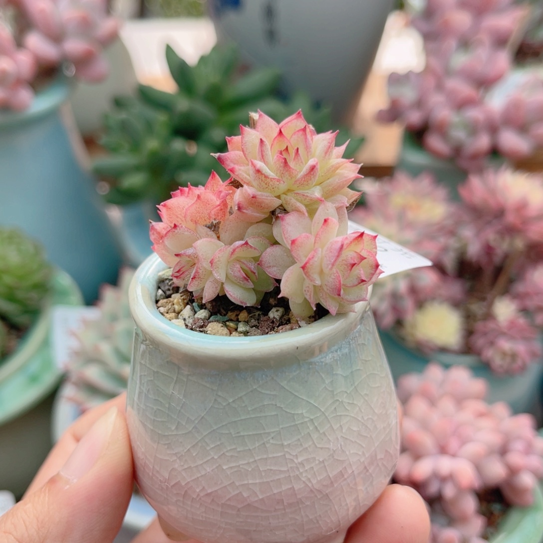 652 蝴蝶叶麦 带陶瓷盆发货 一物一拍